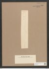 Synedra tropica Grun. (de-Toni-Nr.: Genus 66, Species 2600) Zeichnungen Sammlung Grunow Nr. 5307 (NHMW-BOT-W0373704)